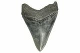 Serrated, Fossil Megalodon Tooth - South Carolina #368399-1